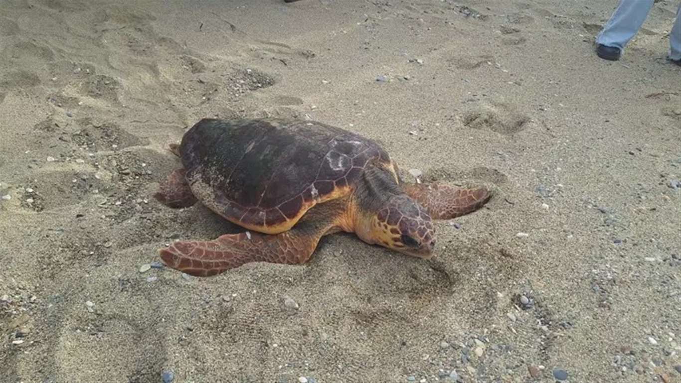 Muğla'da tedavi edilmişti: Sinyali Gazze açıklarında kesildi haberi
